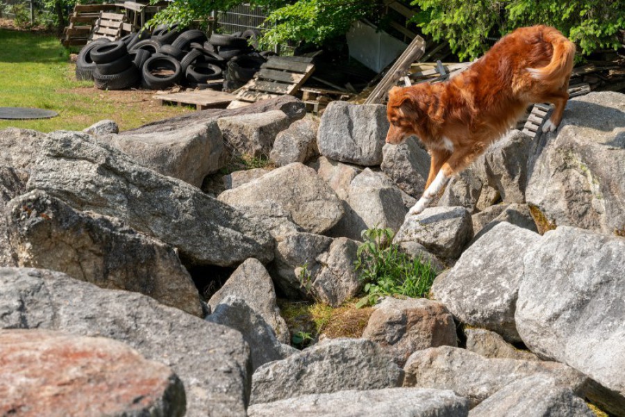 DSC2052_Charlie.jpg