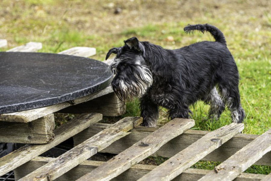 DSC2052_Charlie.jpg