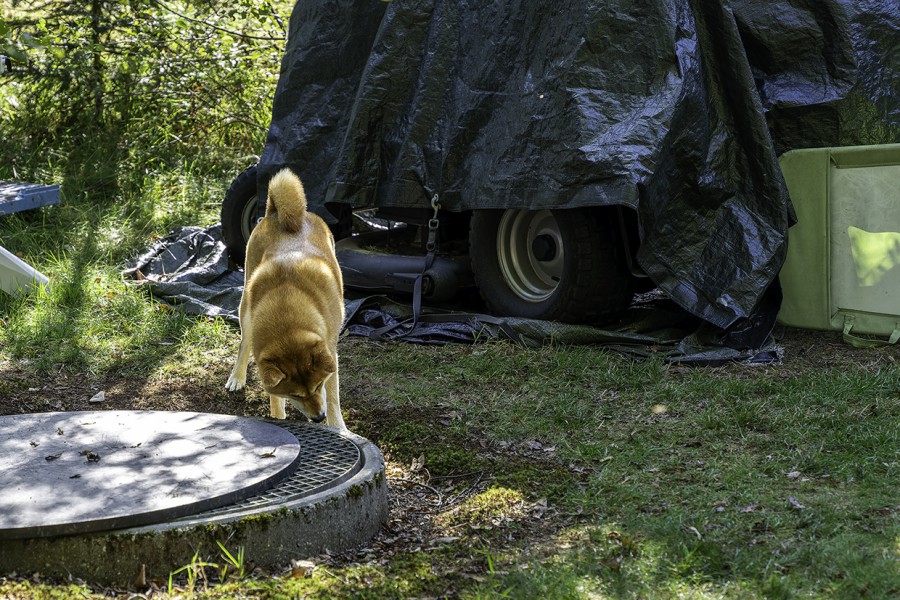 DSC2052_Charlie.jpg