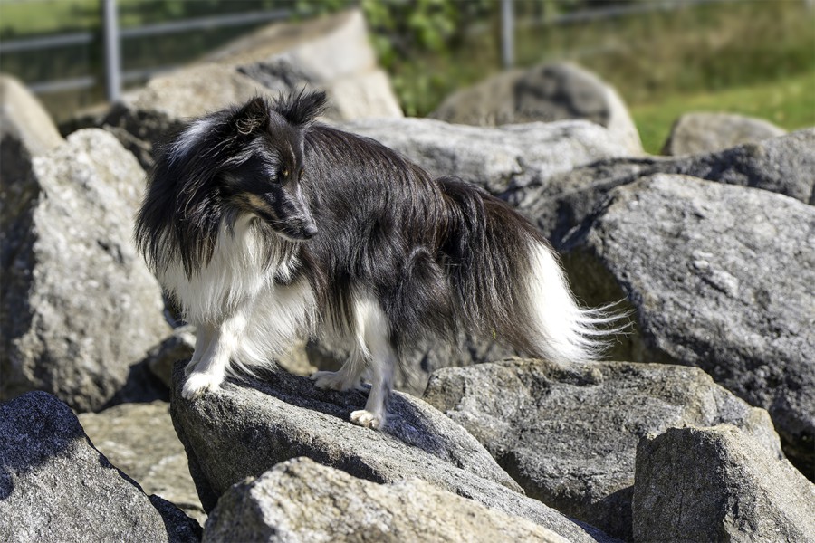 DSC2052_Charlie.jpg